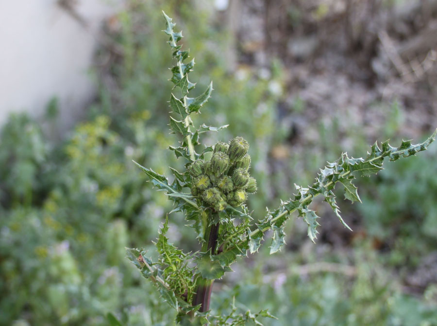 sonchus oleraceus o asper